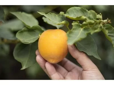 Huile de pêche : composition chimique et propriétés de l'huile de pêche