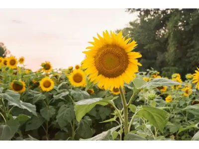 Piel suave y cabello brillante con aceite de girasol