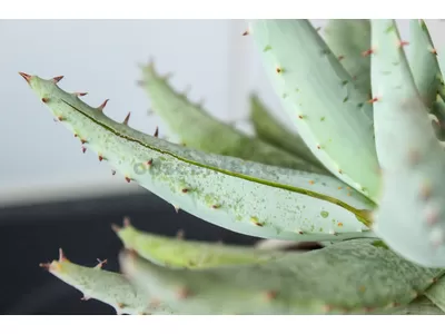Comment faire de l'huile d'aloès? Et à quoi ça sert?