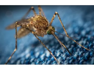 Quelles huiles essentielles repoussent les moustiques