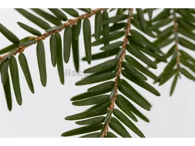 Arbre à thé: huile essentielle, impossible à faire