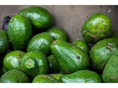 Contre sec: huile d'avocat