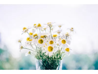 Propriétés utiles de l'huile de camomille et recettes pour un usage domestique